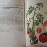 Atlas chorôb a škodcov zeleniny - Studzinski A. a kol.