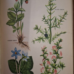 Jak se léčit rostlinami - MUDr. B.Hruška