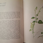 Skalničky - J.Krejča, A.Jakábová