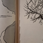 Štepenie, očkovanie a preštepovanie drevín - Štefan Chlebík