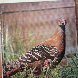 Zvířata celého světa 8 - Bažanti a ostatní hrabaví