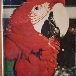 Cizokrajní ptáci v klecích II. Papoušci - Rudolf Vít